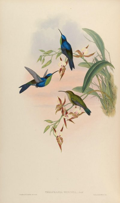 Thalurania venusta = Thalurania furcata venusta door John Gould